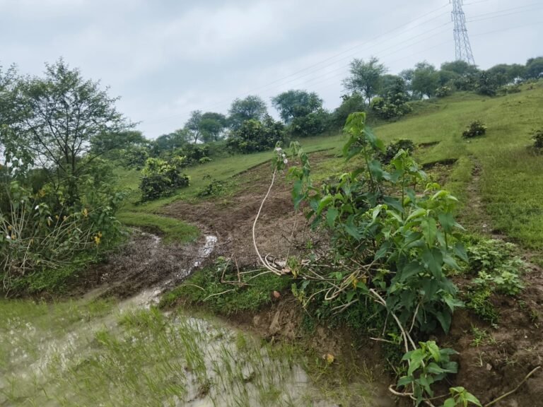 बड़ी खबर – शेखवा में सरपंच-पंच की मिलीभगत का खुलासा, दूसरे के नाम की डबरी को पंच आकाश सिंह ने अपने पट्टे में कराया, पद का दुरुपयोग कर डबरी में लगवा दिया थरहा